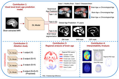 A voxel-level approach to brain age prediction: A method to assess regional brain aging cover file