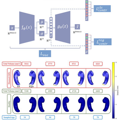 Disentangling Hippocampal Shape Variations: A Study of Neurological Disorders Using Mesh Variational Autoencoder with Contrastive Learning cover file