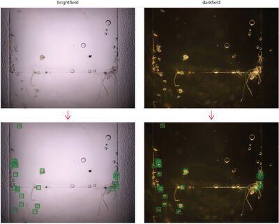 A schistosomiasis dataset with bright- and darkfield images cover file