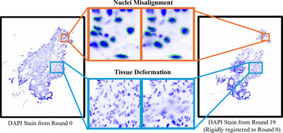 Quantifying the Efficacy of Deep Learning-Driven Deformable Registra- tion in Multiplexed-Immunofluorescence Imaging for Nucleus Subtype Classification cover file