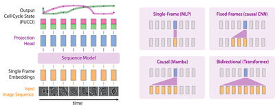 Sequence models for continuous cell cycle stage prediction from brightfield images cover file